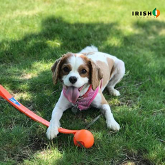 TENNISTOSS Pet Tennis Ball Launcher